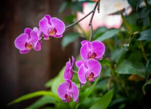 Orchidea con radici grigie e fiori, consigli dei vivaisti per una cura ottimale.