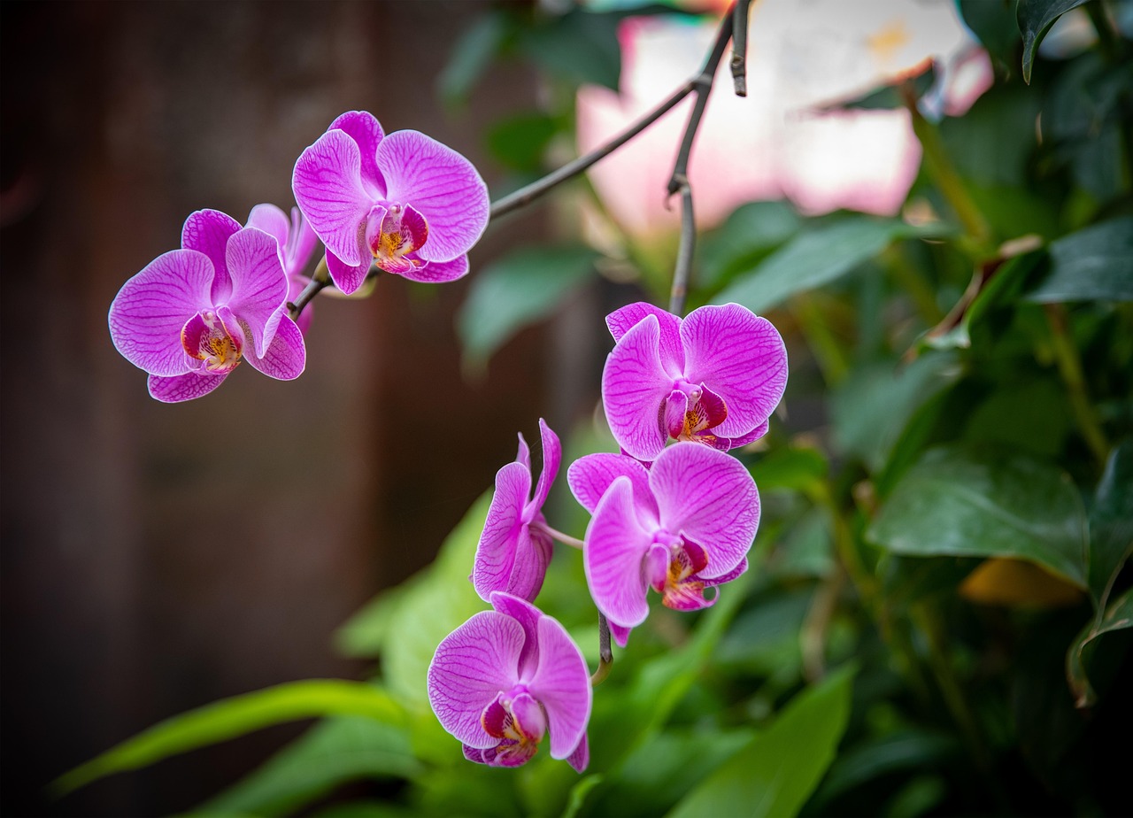 Orchidea con radici grigie e fiori, consigli dei vivaisti per una cura ottimale.