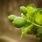 Limone in vaso con frutti maturi, tecnica di innaffiatura per migliorare la fruttificazione.