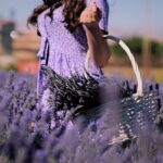 Lavanda in fiore con gocce d'acqua, rappresenta la cura ideale per mantenerla sana e rigogliosa.