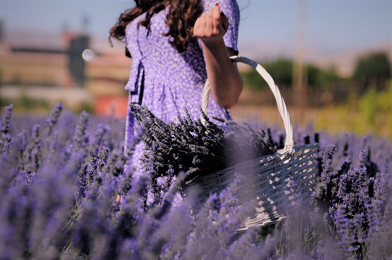 Lavanda in fiore con gocce d'acqua, rappresenta la cura ideale per mantenerla sana e rigogliosa.
