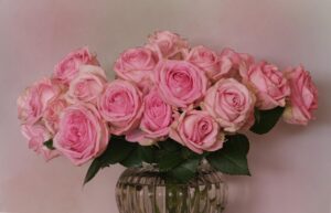 Rosa fiorita in giardino, con gocce d'acqua su petali luminosi e verdi fogliami circostanti.