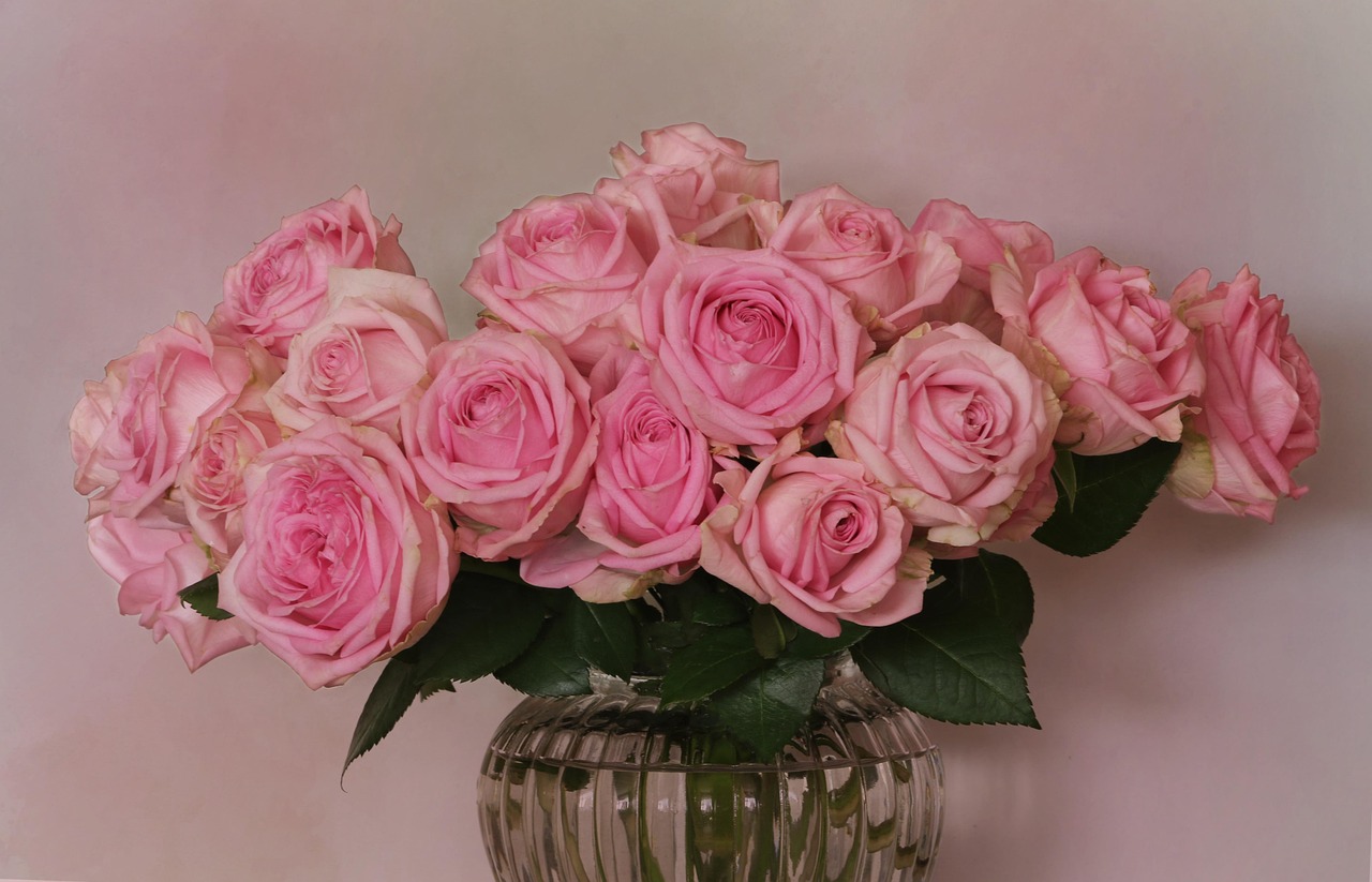 Rosa fiorita in giardino, con gocce d'acqua su petali luminosi e verdi fogliami circostanti.