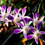 Orchidea in vaso con fiori colorati, suggerimenti per una corretta innaffiatura e fioritura continua.