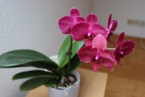 Orchidea che perde le radici: cosa fare subito per salvarla