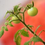 Pomodori freschi su un balcone, con fertilizzante naturale per un raccolto abbondante a maggio.