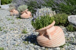 Quando potare la lavanda in primavera per non farla seccare in estate