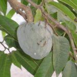 Albero da frutto nel giardino, con serpente visibile tra i rami, avvertimento per evitarlo.