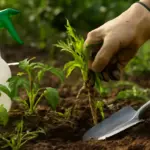 Come eliminare le erbacce senza danneggiare le piantine da orto? Soluzioni pratiche che rispettano le radici