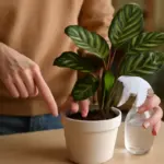 Come si fa a sapere se una pianta ha bisogno di più umidità? Il test pratico da provare subito
