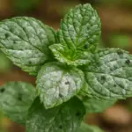 Malattie della menta: riconoscerle e curarle
