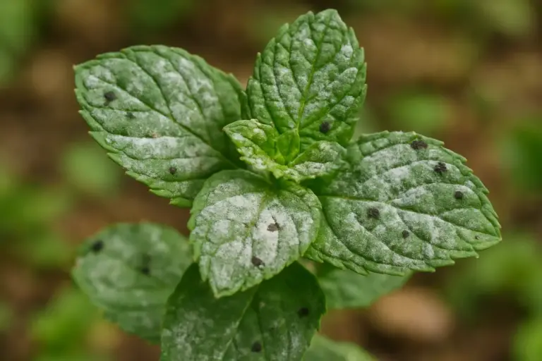 Malattie della menta: riconoscerle e curarle