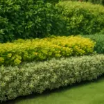 Siepi ornamentali in giardino: tecniche e varietà per valorizzare il verde