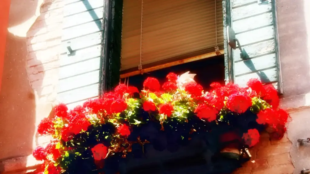 Balcone esposto a sud in autunno: perché il sole più basso cambia quali vasi si asciugano prima