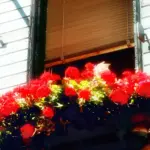 Balcone esposto a sud in autunno: perché il sole più basso cambia quali vasi si asciugano prima