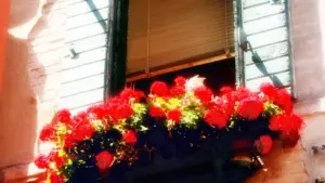 Balcone esposto a sud in autunno: perché il sole più basso cambia quali vasi si asciugano prima