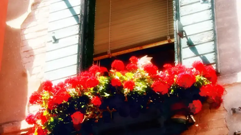 Balcone esposto a sud in autunno: perché il sole più basso cambia quali vasi si asciugano prima