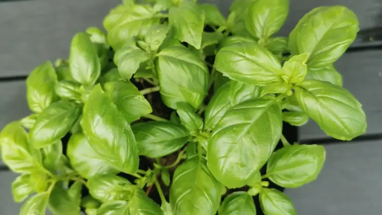 Aromatiche sul balcone dopo l’estate: quali segnali indicano che il vaso è ormai troppo piccolo