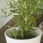 Piante mediterranee in vaso: il vero rischio autunnale spesso non è il freddo ma l’acqua ferma