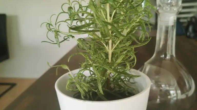 Piante mediterranee in vaso: il vero rischio autunnale spesso non è il freddo ma l’acqua ferma