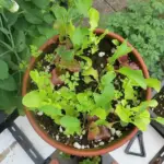 Schermare il vento senza togliere luce: come cambiare il microclima di un terrazzo con piccoli interventi