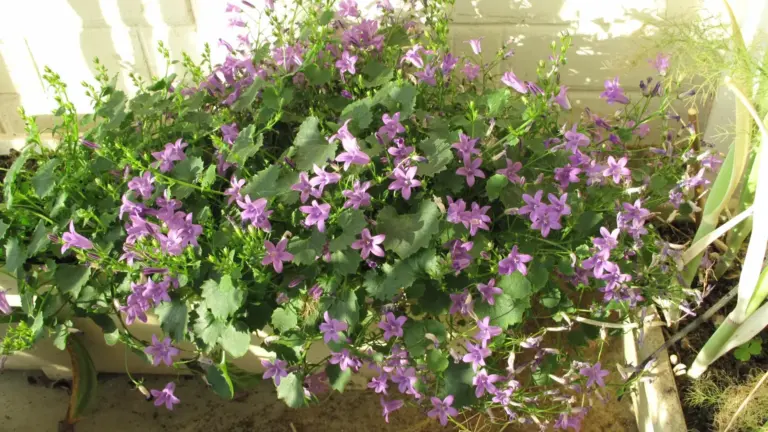 Balcone che prende sole solo nel pomeriggio: perché a settembre i vasi possono cambiare ritmo di asciugatura