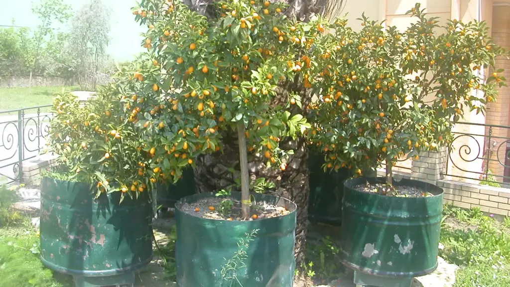 Agrumi in vaso sul terrazzo: quali segnali leggere prima di spostarli con l’arrivo delle notti fresche