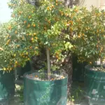 Agrumi in vaso sul terrazzo: quali segnali leggere prima di spostarli con l’arrivo delle notti fresche