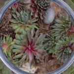 Vaso largo e poco profondo sul terrazzo: perché il volume utile d’acqua non si capisce guardando solo il diametro