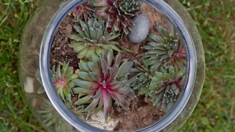 Vaso largo e poco profondo sul terrazzo: perché il volume utile d’acqua non si capisce guardando solo il diametro