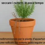 Rosmarino in vaso sul balcone: perché drenaggio e sole contano più di annaffiature frequenti