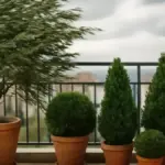 Piante vicino a una parete chiara: perché luce riflessa e calore possono modificare il microclima del balcone