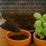 Terrazzo esposto al maestrale: come creare ripari per i vasi senza chiudere completamente la ventilazione