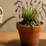 Lavanda in contenitore: perché un vaso grande non compensa un substrato che trattiene troppa acqua