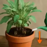 Salvia in vaso che si allunga: come esposizione e potature leggere influenzano una crescita più compatta