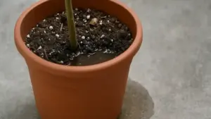 Acqua che esce subito dal fondo del vaso: perché può indicare substrato molto secco o percorsi preferenziali