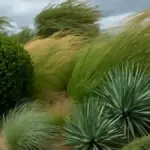 Giardino vicino al mare: scegliere le piante considerando vento, salsedine e tempi di cura