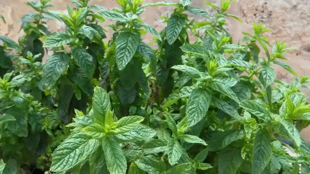 Menta in vaso verso l’autunno: come distinguere il normale rallentamento dai problemi di coltivazione