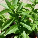 Menta con macchie bianche sulle foglie: cosa osservare prima di intervenire