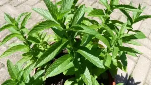 Menta con macchie bianche sulle foglie: cosa osservare prima di intervenire