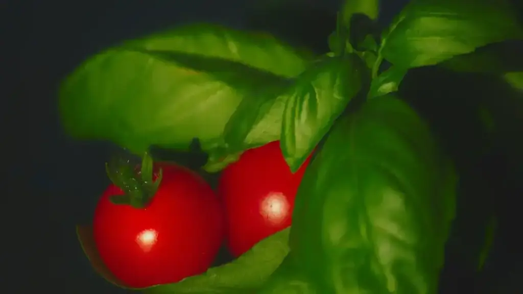 Pomodori con frutti segnati: perché il calcio non è la prima cosa da aggiungere
